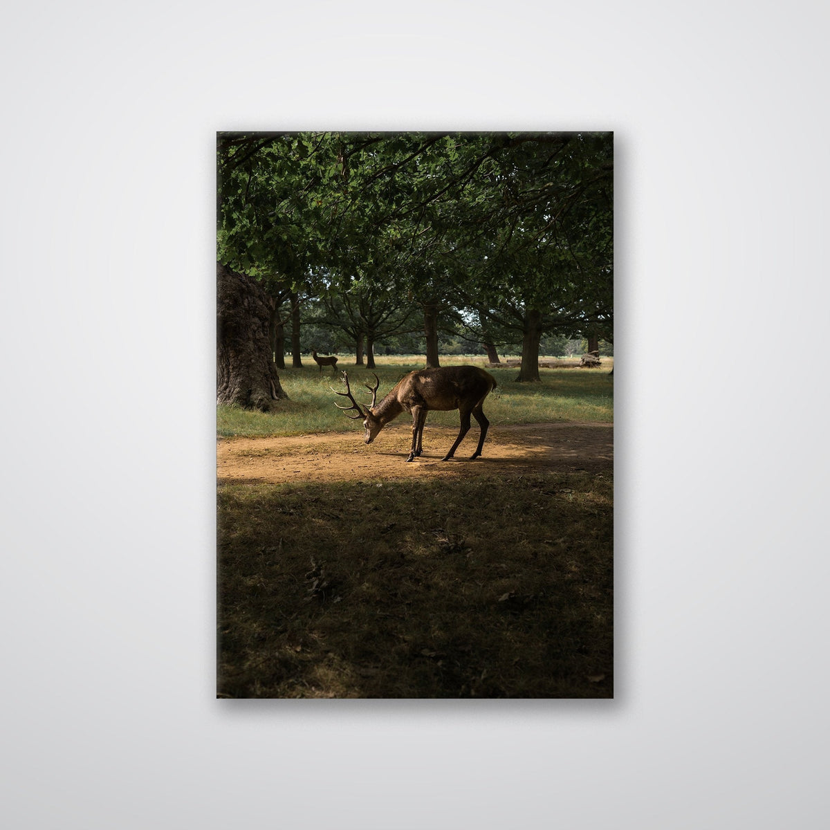 Deer in Sunlight - Metal Print