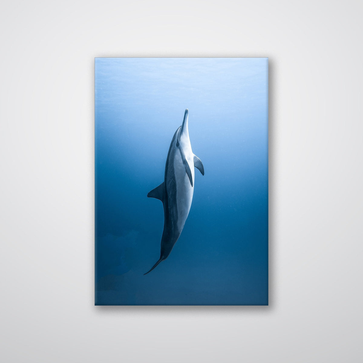 Dolphin - Metal Print