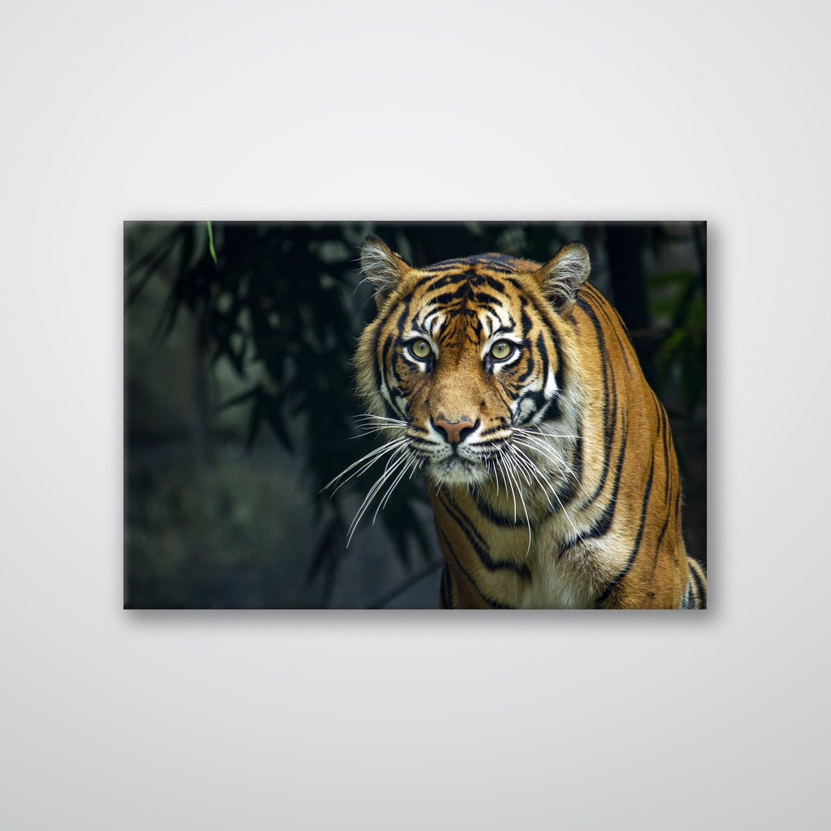 Prowling Tiger - Metal Print