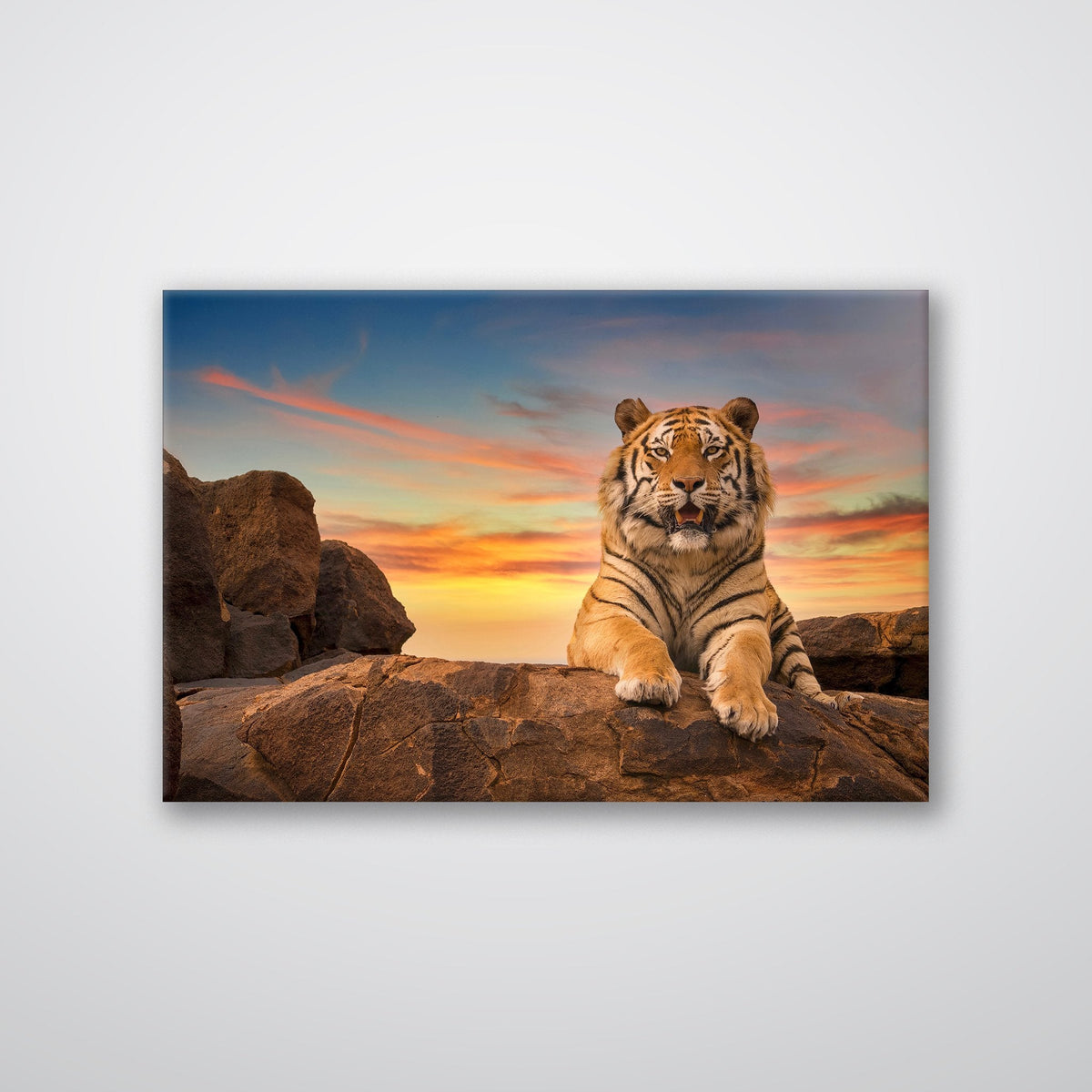 Safari Tiger - Metal Print